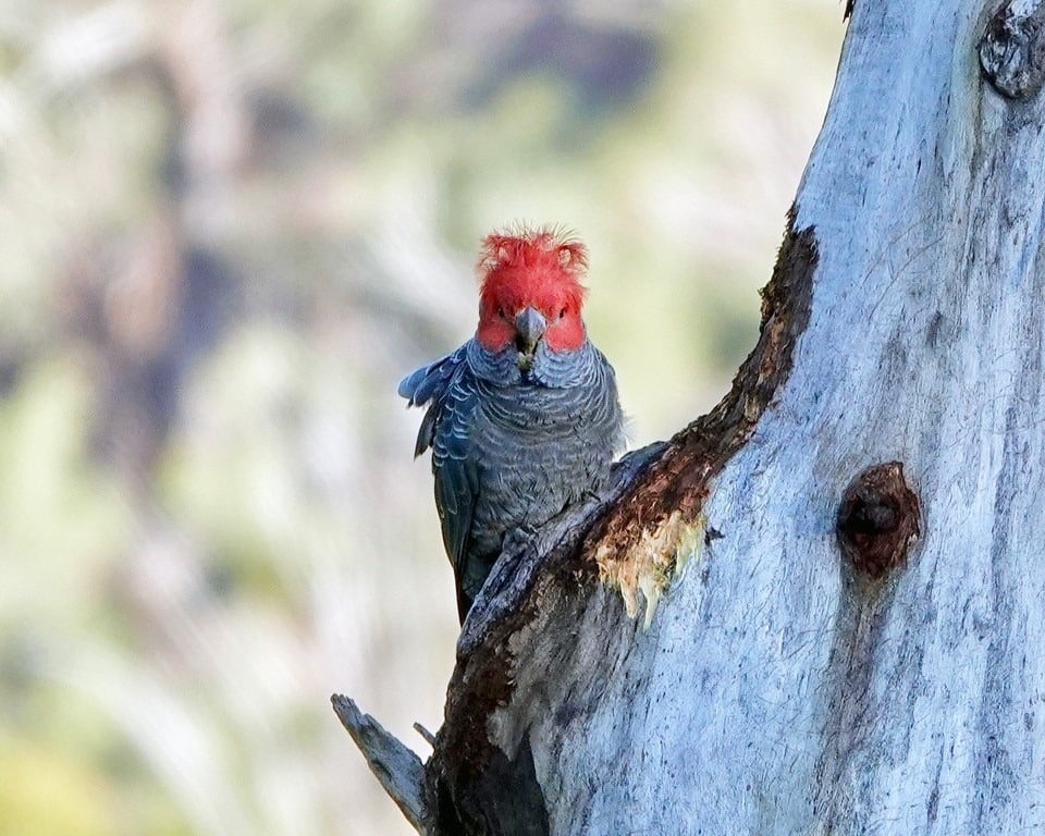 Wildlife Land Trust – Protecting Threatened Species