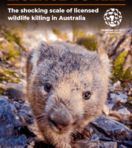 Licence to Kill — The shocking scale of native wildlife killing in Australia