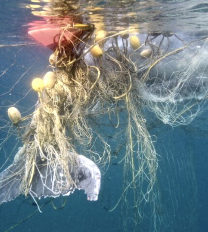 Whale entangled on Gold Coast today is the latest victim of QLD Government’s cruel shark nets