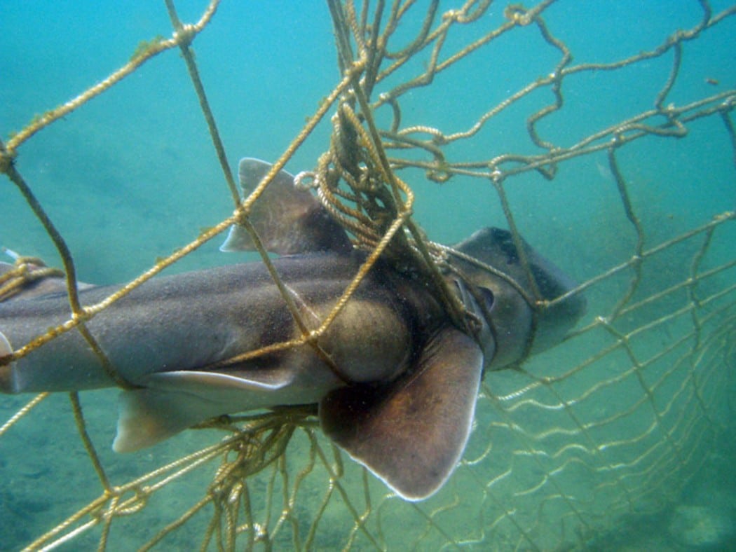 Shark culling counter ‘reset’ to keep new Queensland Government accountable for all marine wildlife deaths 