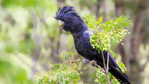 A native black cockatoo sits in a tree