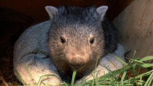 A baby wombat looks at the camera