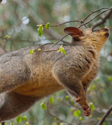 Licence to kill: Why Australians would rather kill our native animals than live with them