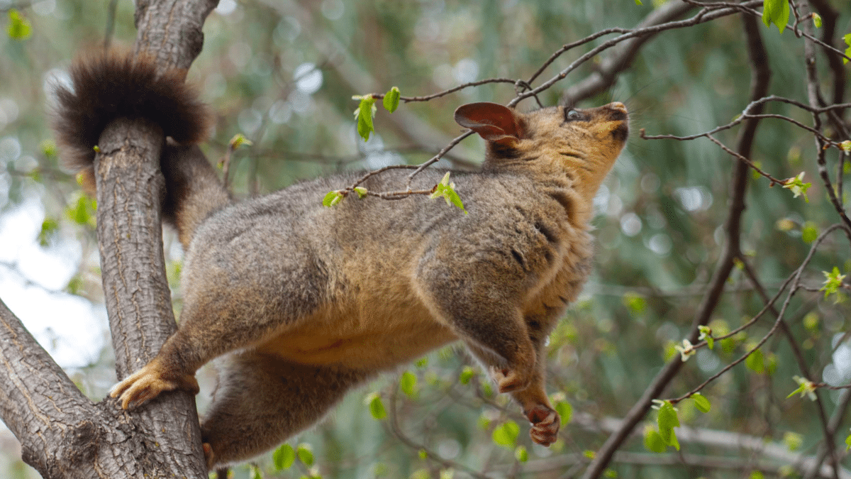 Licence to kill: Why Australians would rather kill our native animals than live with them