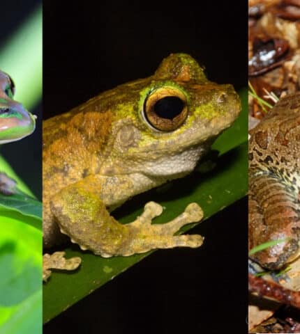 Why Australian frogs count and how to identify frog species in your backyard this FrogID Week