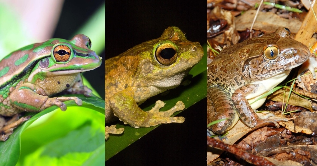 Why Australian frogs count and how to identify frog species in your backyard this FrogID Week