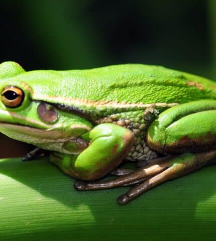 Is NSW doing enough to protect animals? A closer look at the State of the Environment 2024