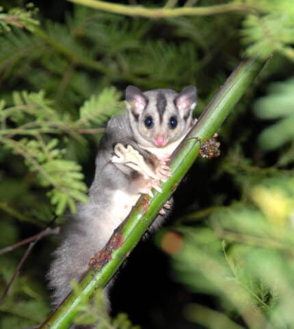 STATEMENT: Nature left hanging as Parliament draws to a close