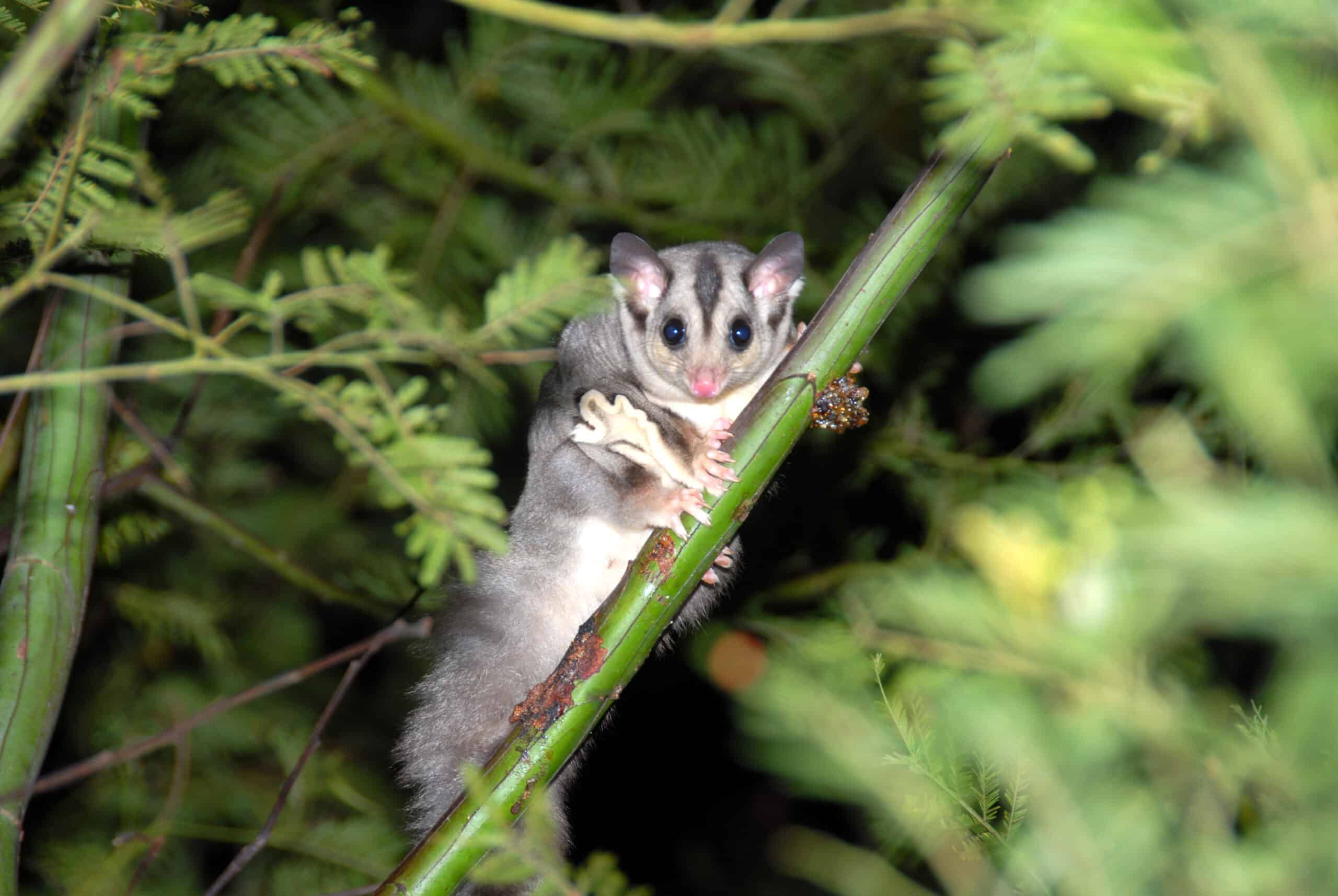 STATEMENT: Nature left hanging as Parliament draws to a close