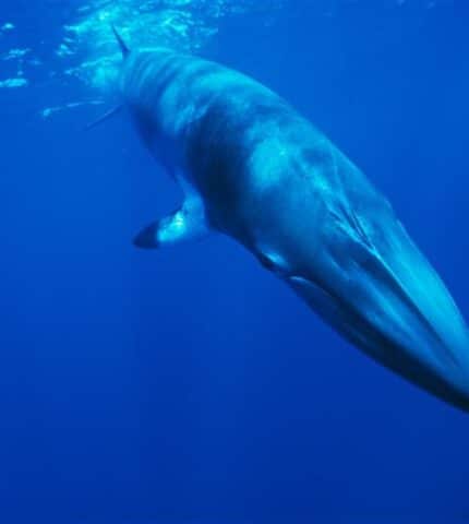 STATEMENT: Iceland grants five-year whaling permit