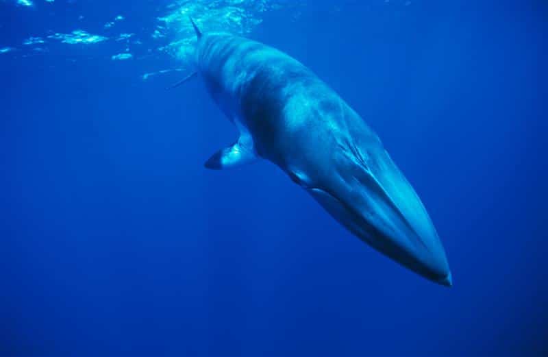 STATEMENT: Iceland grants five-year whaling permit