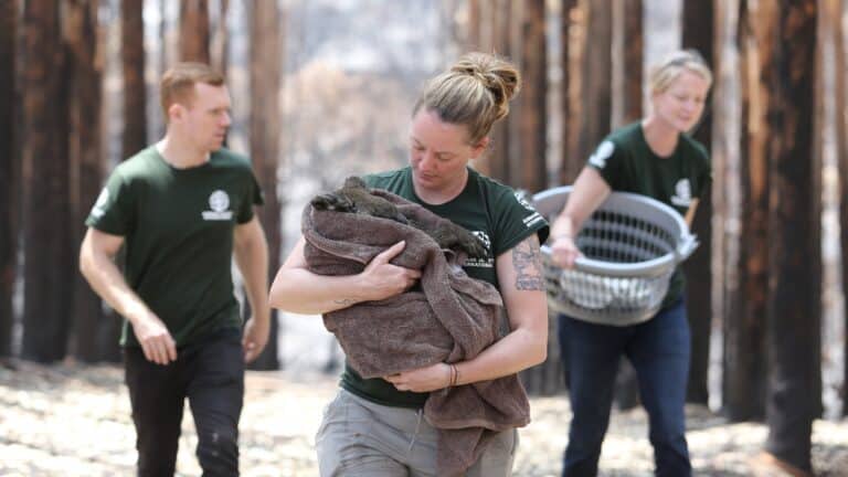 Australia’s wildlife – up in flames - Humane World for Animals Australia