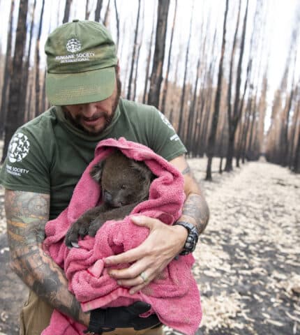 Australia’s wildlife – up in flames