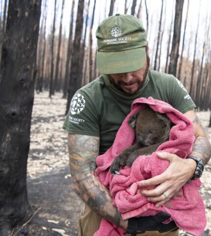 Australia’s wildlife – up in flames