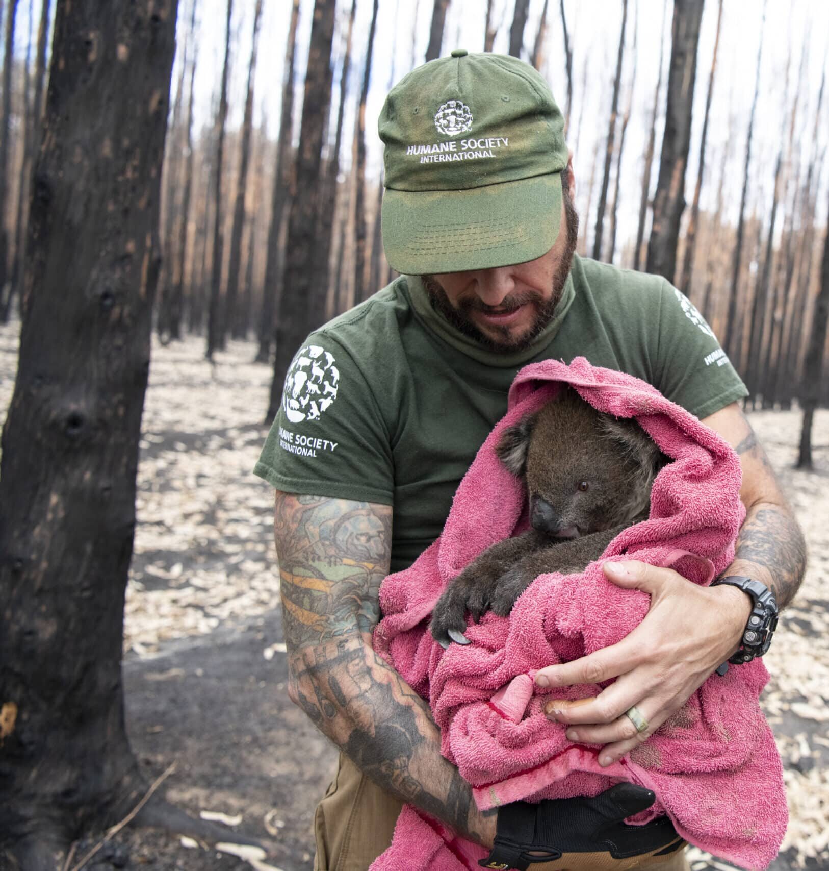 Australia’s wildlife – up in flames