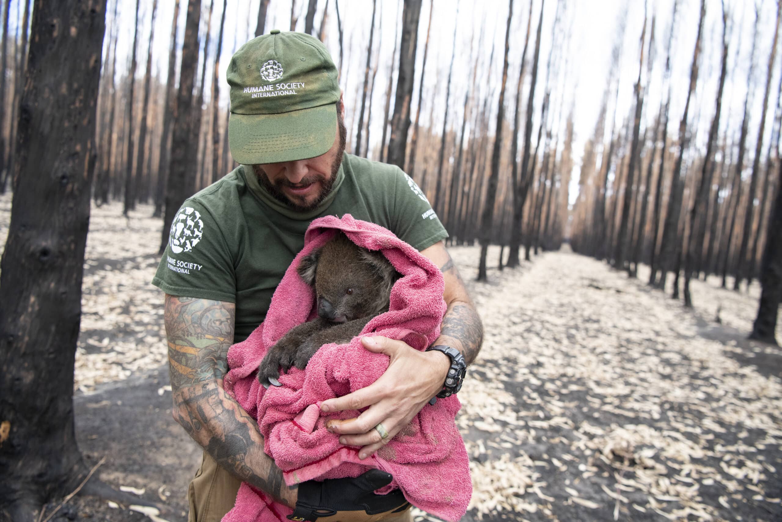 Australia’s wildlife – up in flames