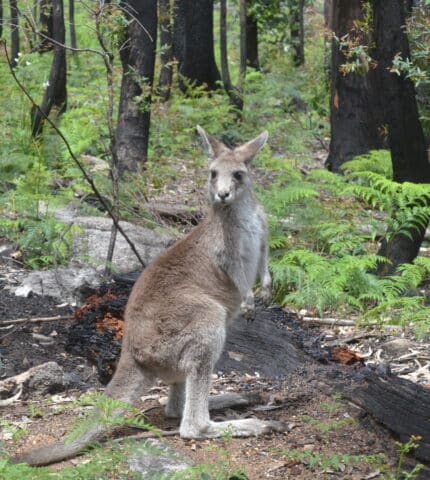 STATEMENT: Australia takes a step forward on animal welfare 