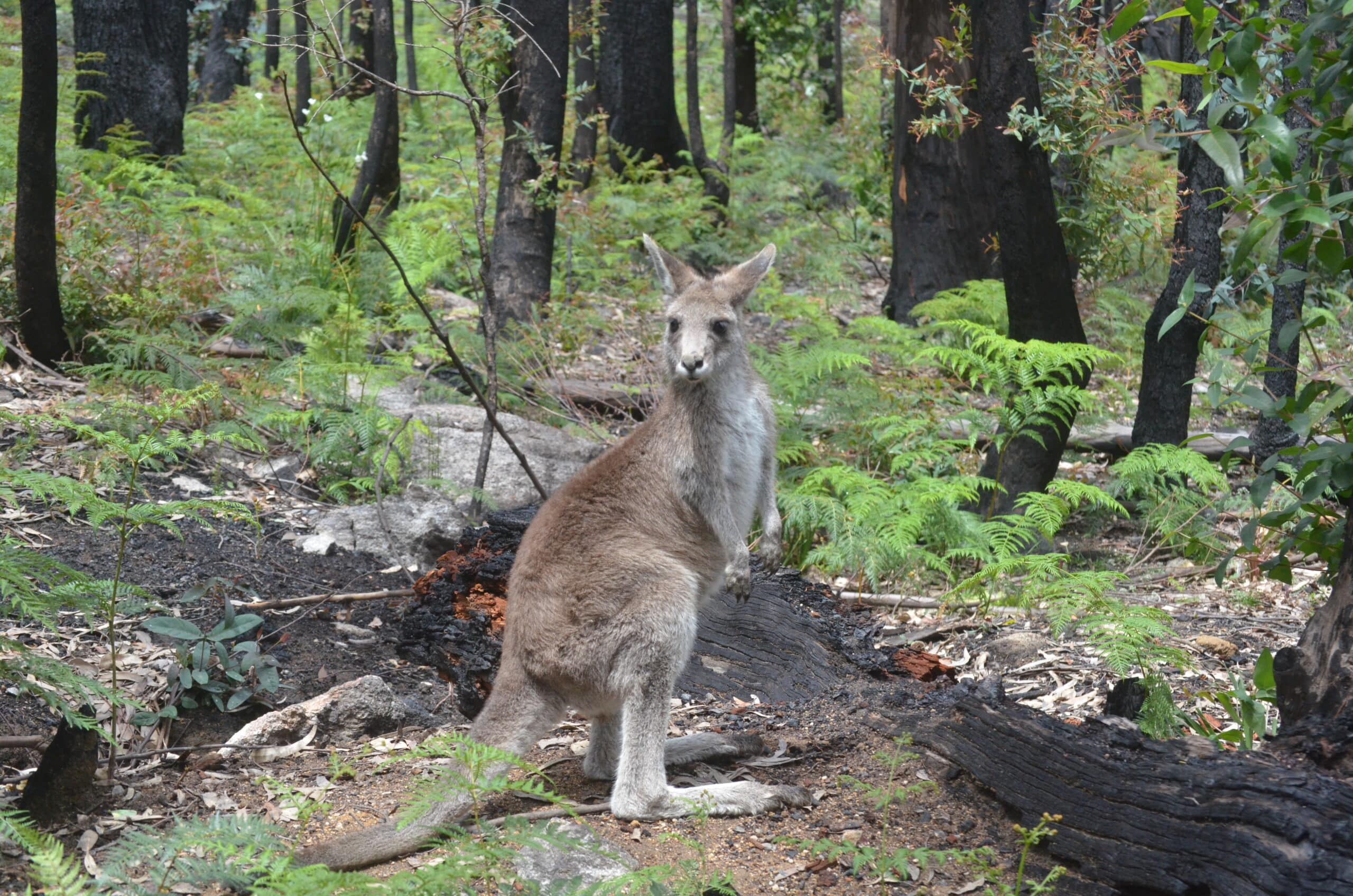 STATEMENT: Australia takes a step forward on animal welfare  – copied