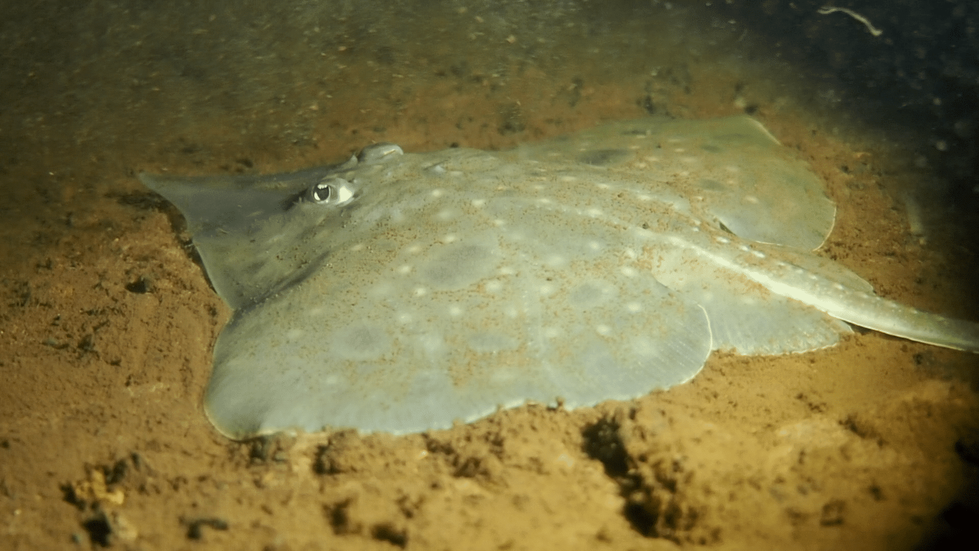 STATEMENT: Politicians should stop using endangered Maugean skate as a political football