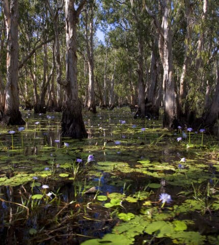 Politics before policy – Why the PM’s intervention turned ‘nature positive’ into a ‘nature negative’ 