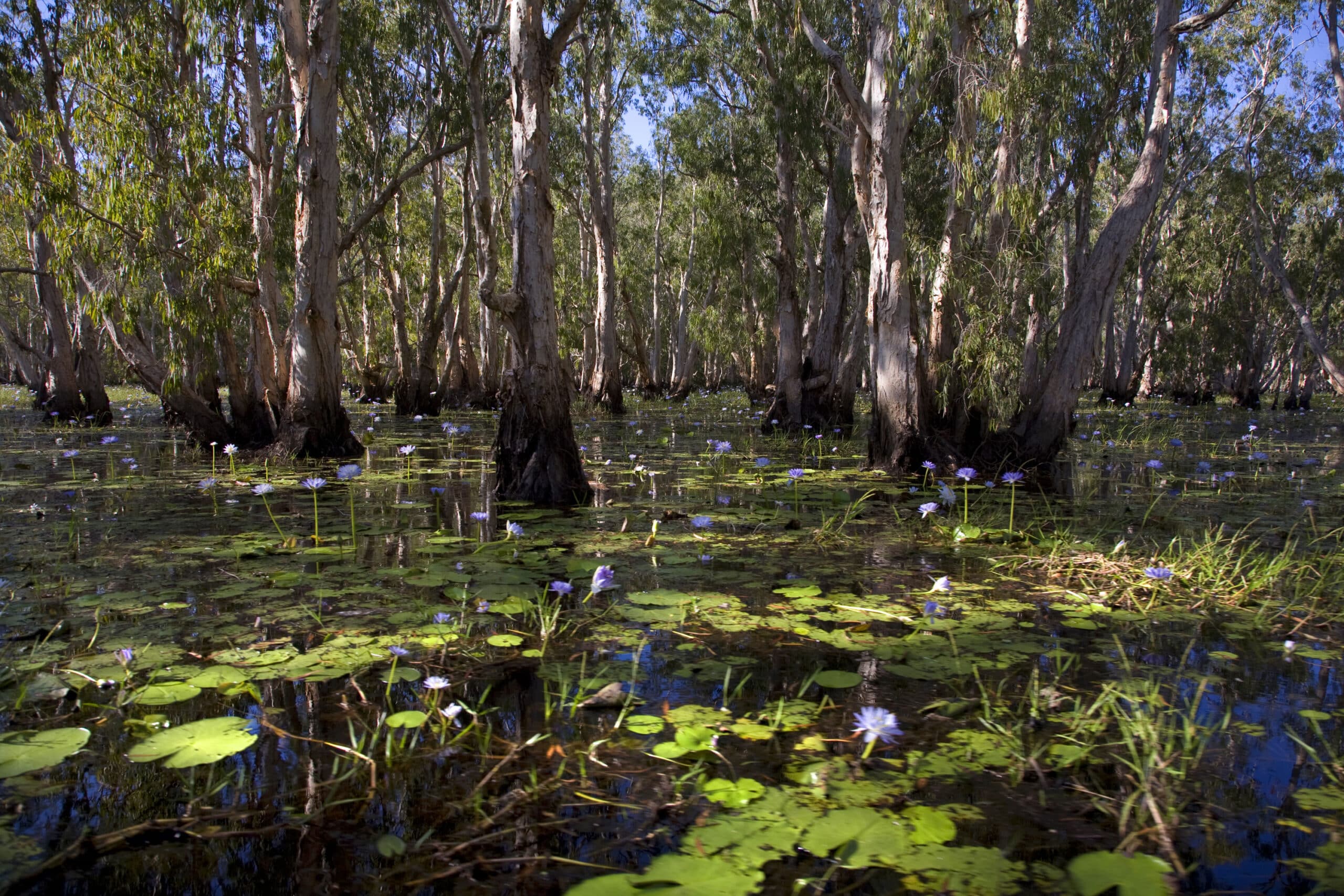 Politics before policy – Why the PM’s intervention turned ‘nature positive’ into a ‘nature negative’ 