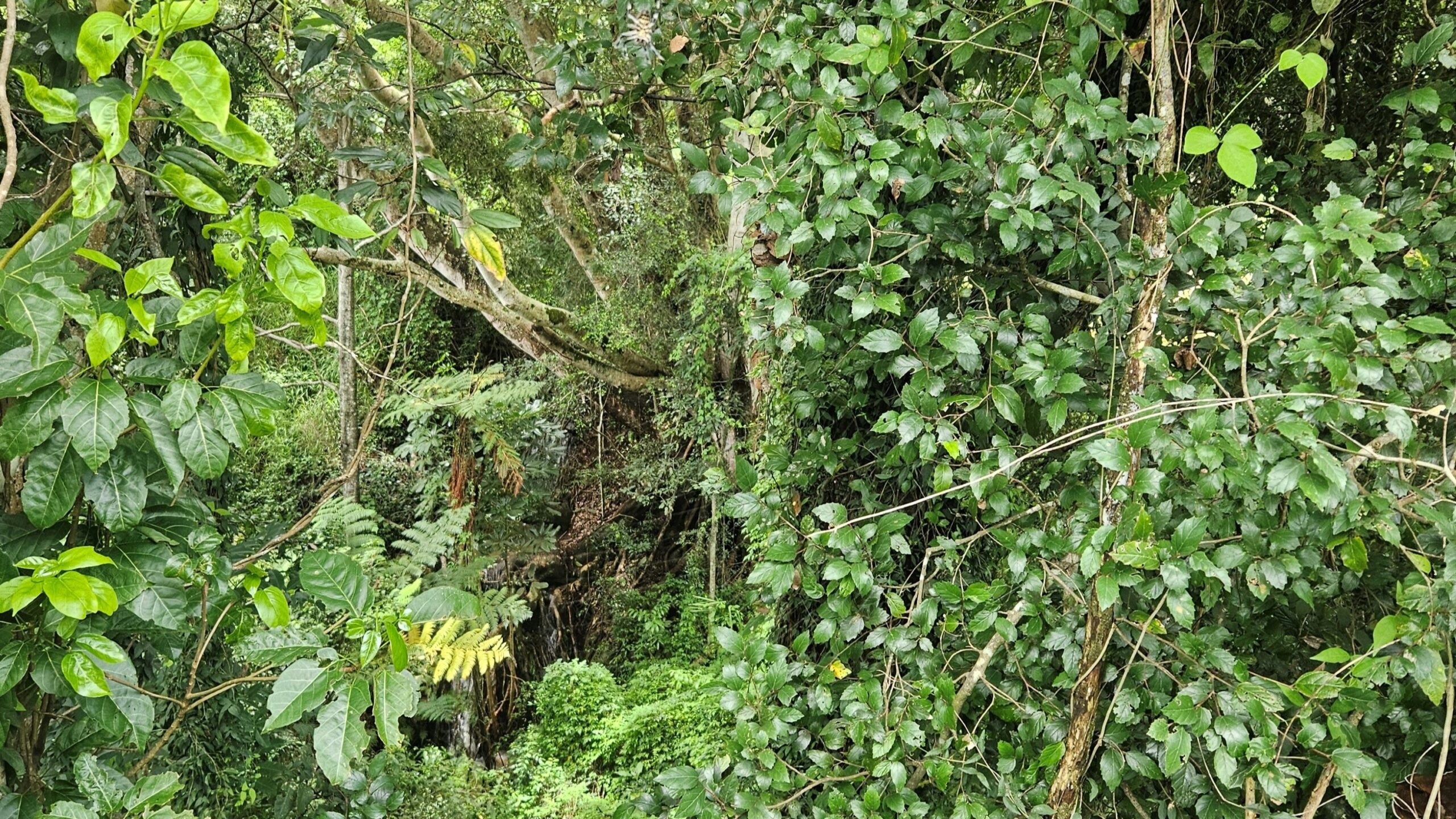 Mount Monty Rainforest Nature Refuge