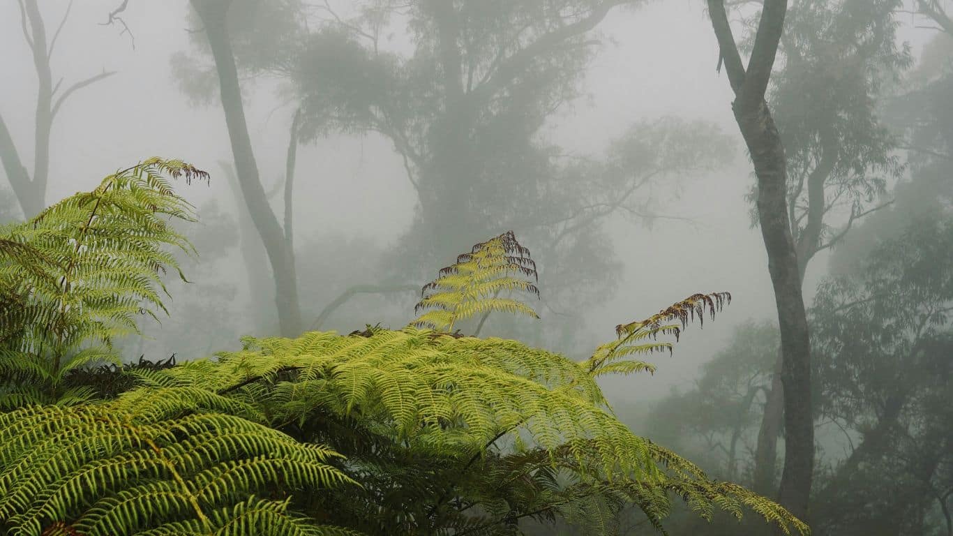 Nature Laws Explainer – What is ‘Nature Positive’?