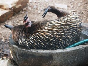 Echidna bathing in a concrete bowl of water to escape the heat