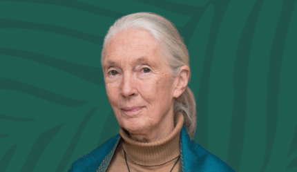Honouring the life and legacy of Dr Jane Goodall DBE