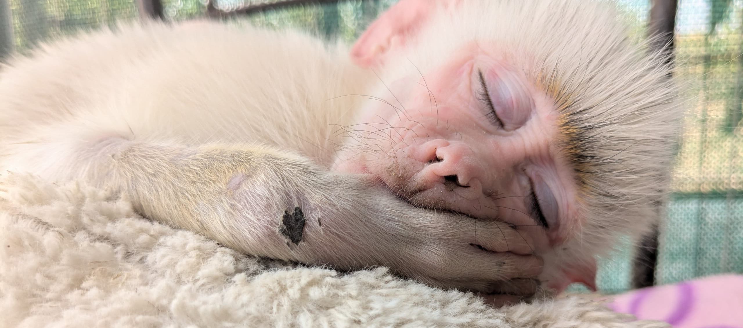 A baby baboon lays asleep on a blanket. He is sucking his thumb.