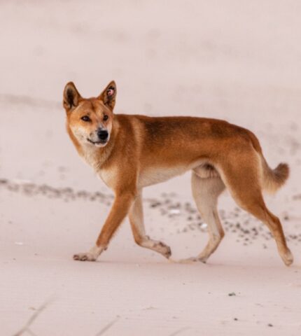 Queensland Government culling of six dingoes on K’Gari is an injustice for native wildlife