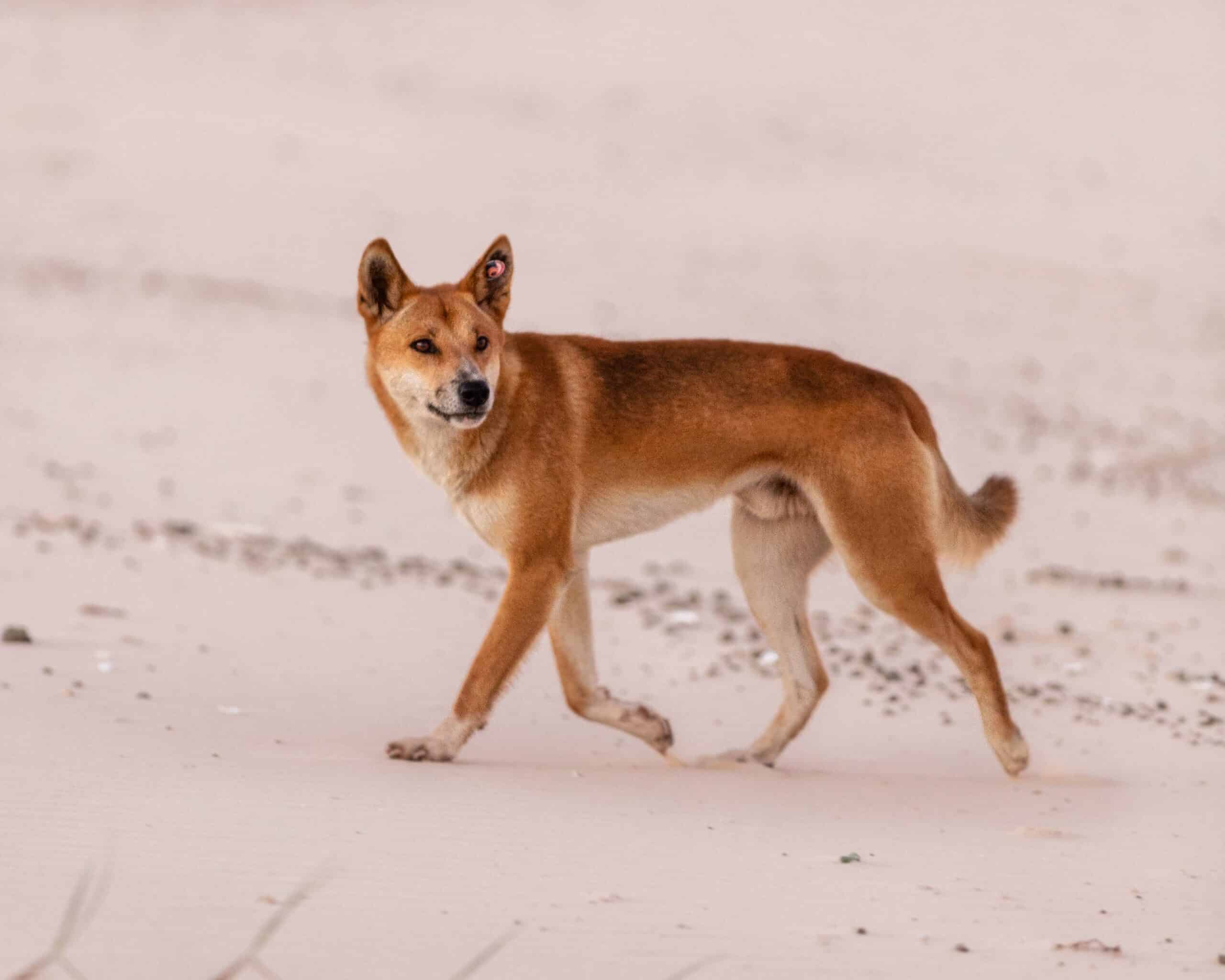 Queensland Government culling of six dingoes on K’Gari is an injustice for native wildlife