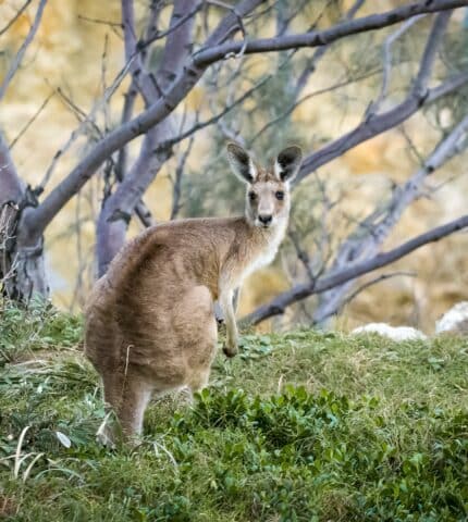 How to be safe around and protect wildlife this Australian summer