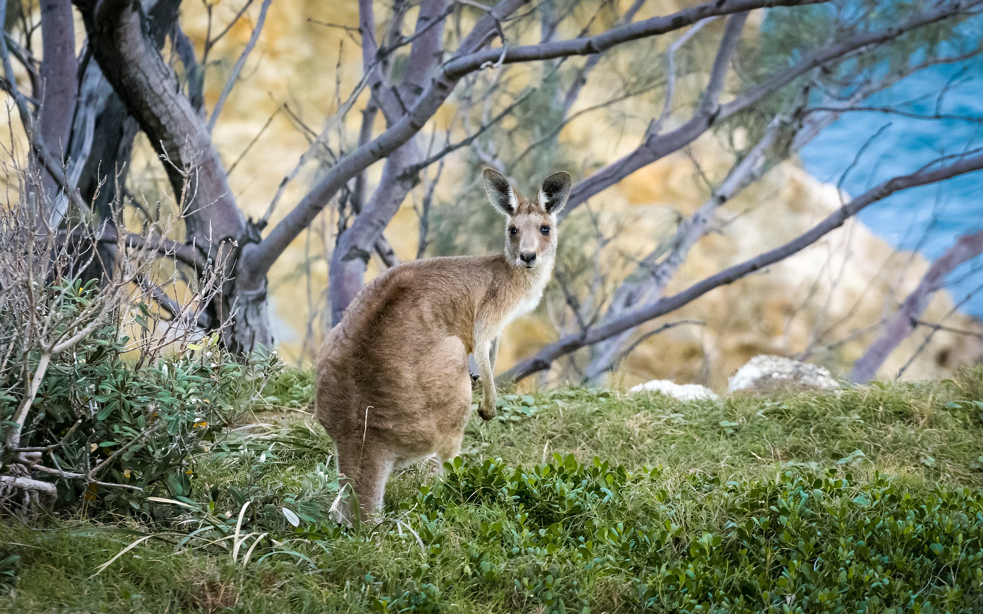 How to be safe around and protect wildlife this Australian summer