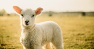 A lamb standing in a field looks into the camera lens