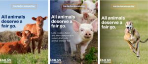 Three images in a row. The first is of two brown cows in a field, the second is piglets in a pen, one stares up at the camera and the third image is of a greyhound running across grass. Each image has text overlay that reads 'All animals Deserve a fair go'