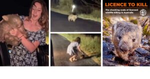 Left to right. Samantha strable (Jones) holds a baby wombat. Two images of the wombat on the side of the road. Front cover of the Licence to Kill report featuring a wombat.