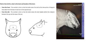 Wombat shooting guide and x ray of a wombat that has been shot