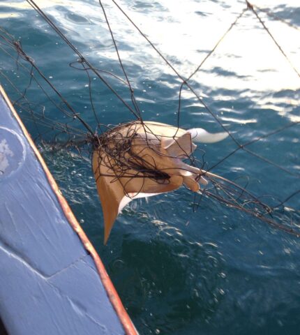 NSW Government’s scrapping of shark net removal trial “does not make sense for public safety or wildlife”