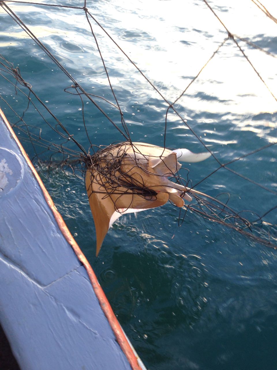 NSW Government’s scrapping of shark net removal trial “does not make sense for public safety or wildlife”