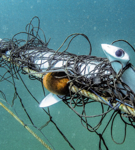 Latest New South Wales shark net data reveals systemic under-reporting of already devastating bycatch numbers