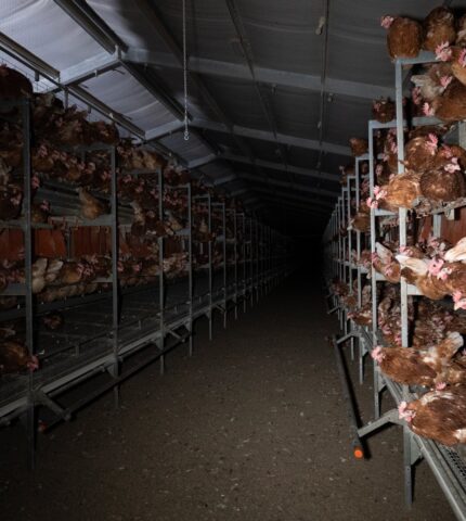 Are your eggs actually free range?