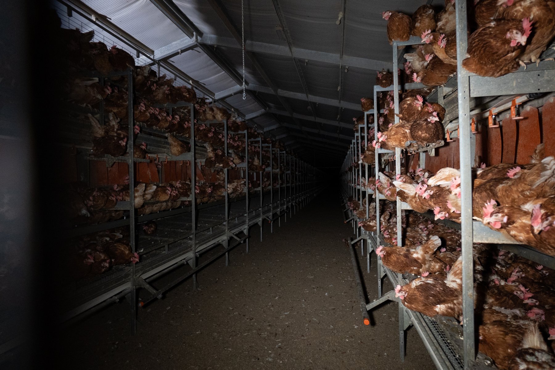 Are your eggs actually free range?