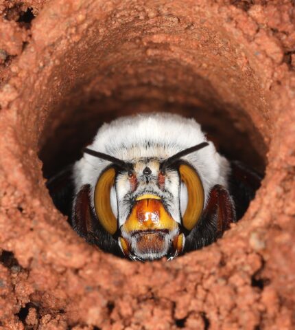 Bee-low the surface: The unseen, underground world of ground-nesting bees