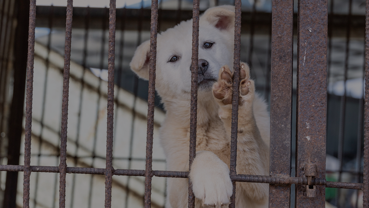 End-Dog-Meat-HWFA-Overlay