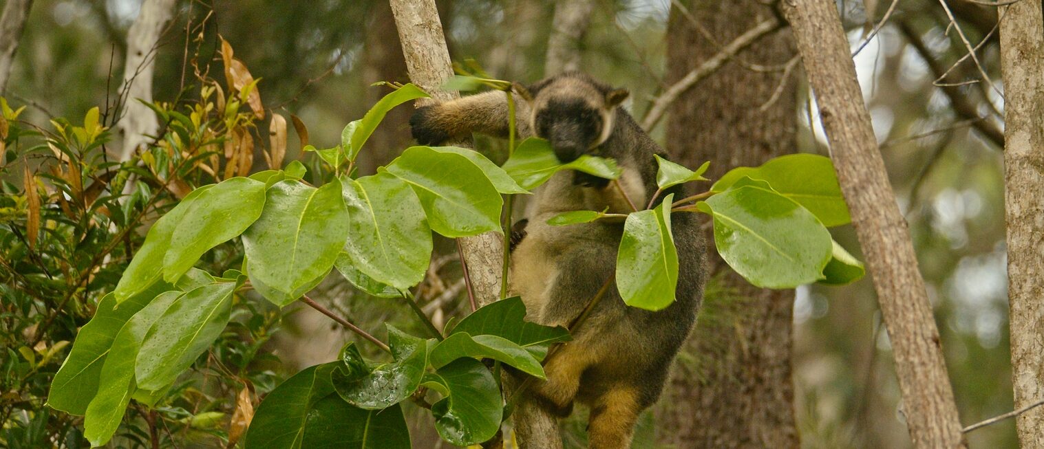 Sanctuary Profile: Dendrolagus Nature Refuge