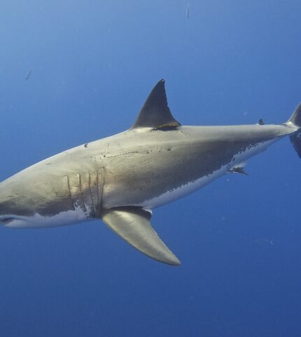 Great white shark numbers far from great