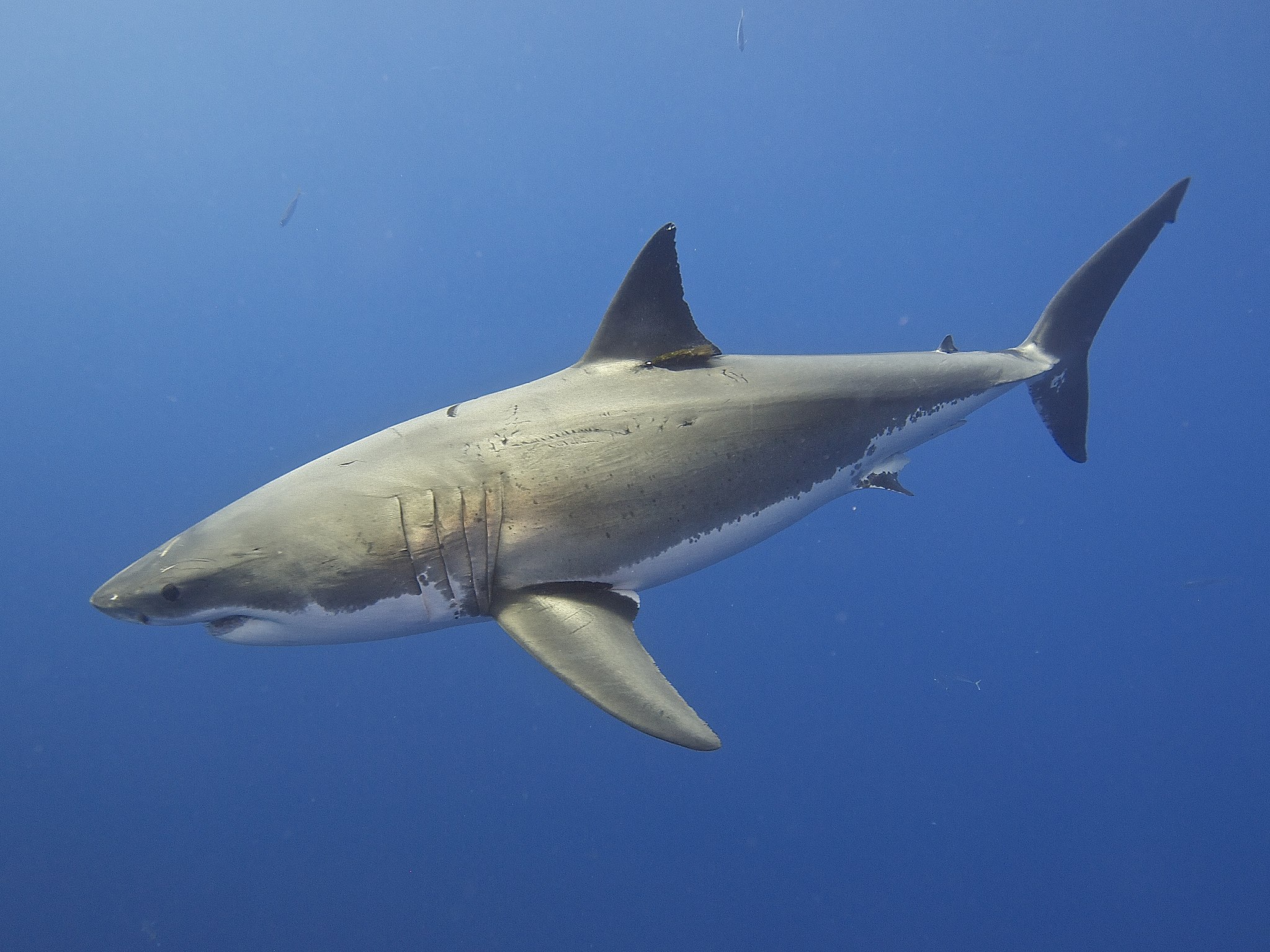 Great white shark numbers far from great