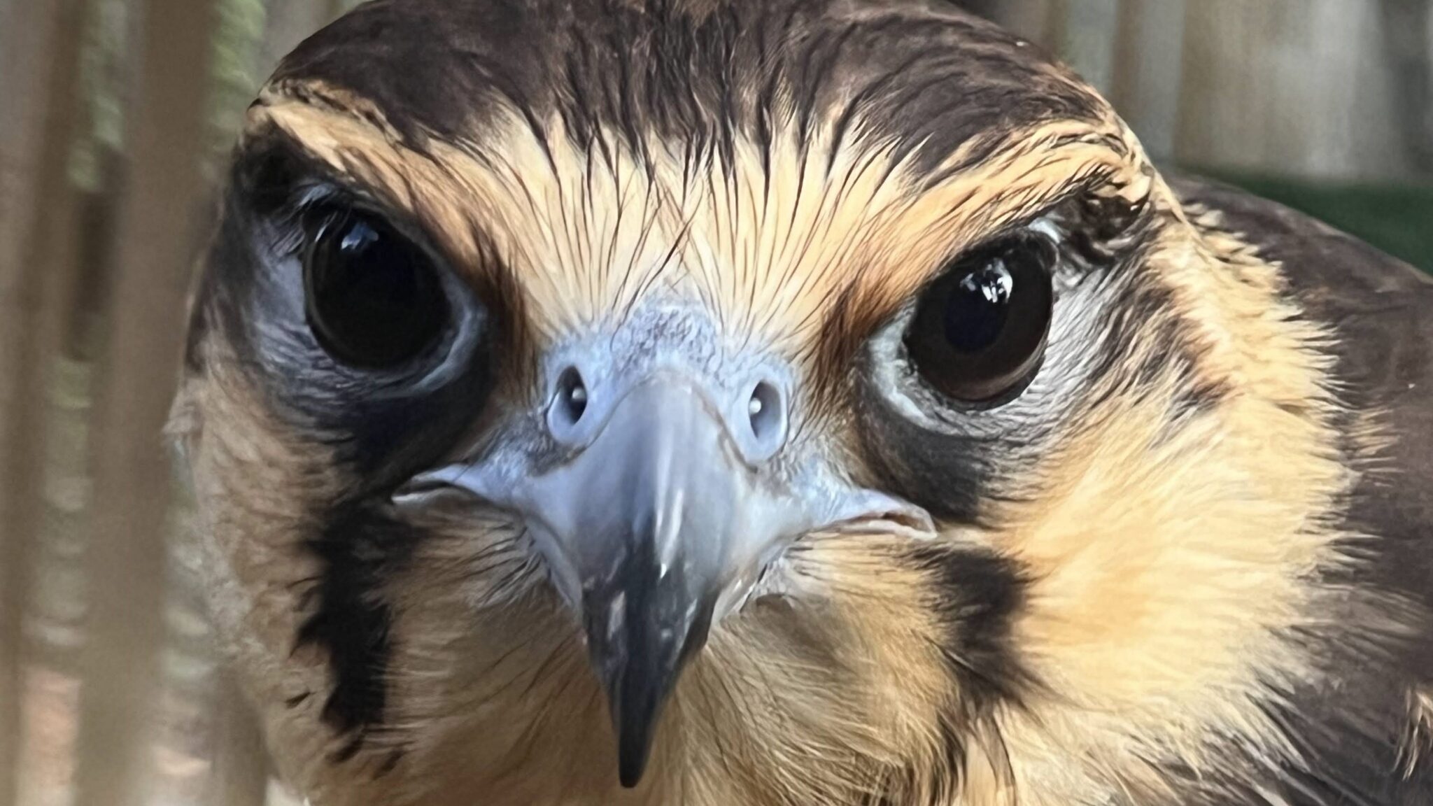 Protected Raptors Raptor Refuge and Eagle Ridge Retreat - Humane World for Animals Australia