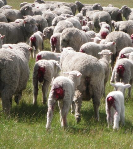 While the Wool Industry Bickers and the Government Buries its Head in the Sand, 10 Million More Lambs Suffer